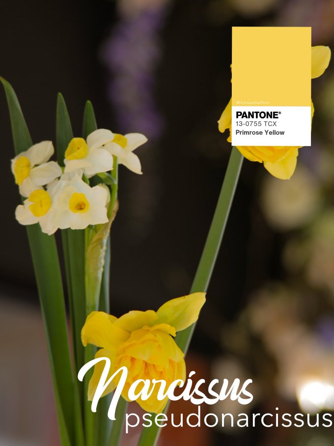 Fleurs de Mars photo 10